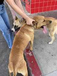 Found/Stray Male Dog last seen Fastrip , Bakersfield, CA 93307