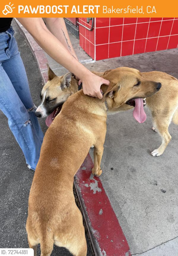 Found/Stray Male Dog last seen Fastrip , Bakersfield, CA 93307