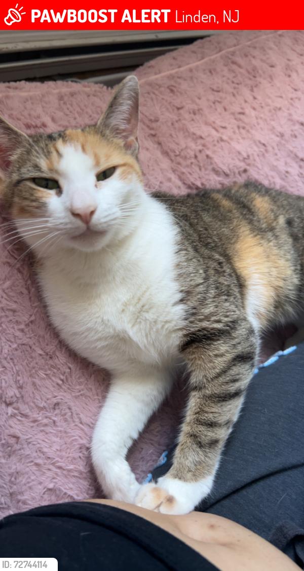 Lost Female Cat last seen Orchard terrace and summit terrace , Linden, NJ 07036