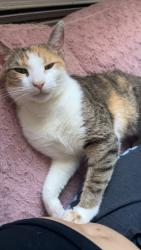 Lost Female Cat last seen Orchard terrace and summit terrace , Linden, NJ 07036