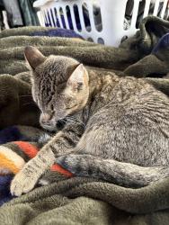 Lost Female Cat last seen Across the street from Hills Foodland in Pleasant Grove, Pleasant Grove, AL 35127