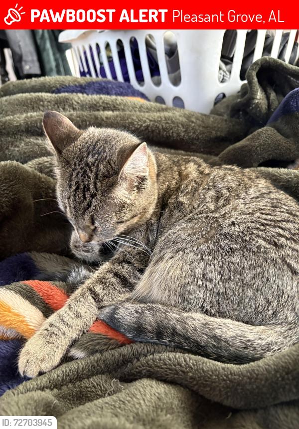 Lost Female Cat last seen Across the street from Hills Foodland in Pleasant Grove, Pleasant Grove, AL 35127