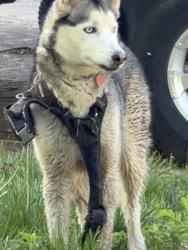 Found/Stray Unknown Dog last seen 111th and Elm in Fox Run neighborhood, Jenks, OK 74037