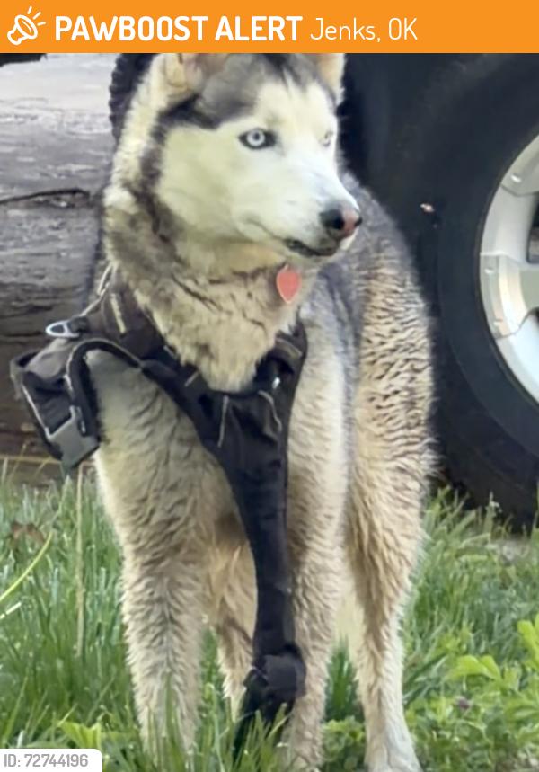Found/Stray Unknown Dog last seen 111th and Elm in Fox Run neighborhood, Jenks, OK 74037