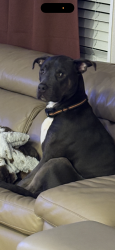 Lost Female Dog last seen Lake Louisa state park, Clermont, FL 34714