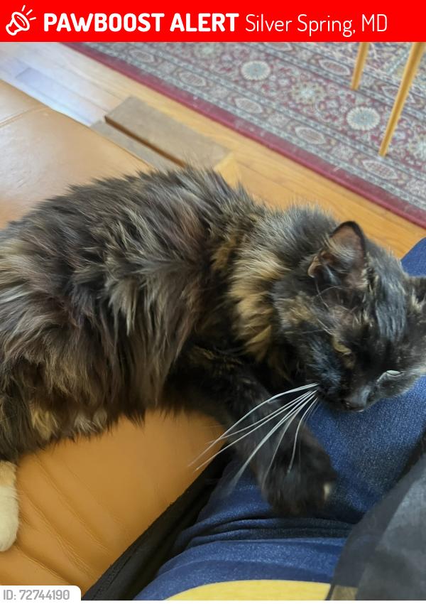 Lost Female Cat last seen Hardwood and Indian spring, Silver Spring, MD 20901