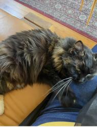 Lost Female Cat last seen Hardwood and Indian spring, Silver Spring, MD 20901