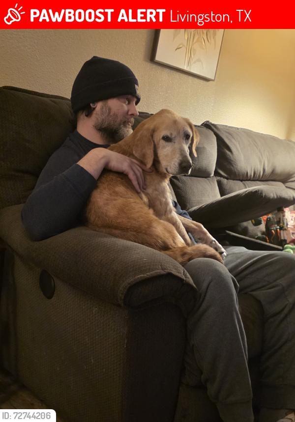 Lost Male Dog last seen Lake Livingston Village-Meridian/Backing up to Mangum Rd, Livingston, TX 77351