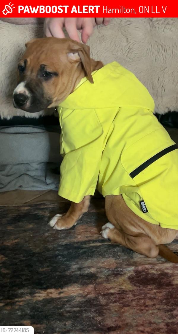 Lost Female Dog last seen Wentworth and barton, Hamilton, ON L8L 5V6