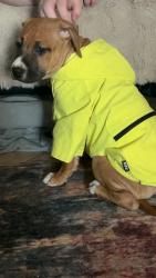 Lost Female Dog last seen Wentworth and barton, Hamilton, ON L8L 5V6