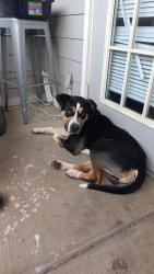 Found/Stray Male Dog last seen E campus blv, Valley Falls, SC 29303
