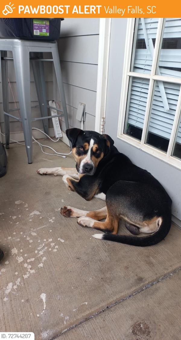 Found/Stray Male Dog last seen E campus blv, Valley Falls, SC 29303