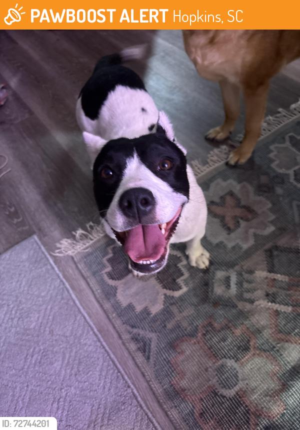 Found/Stray Female Dog last seen Garners Ferry sports complex, Hopkins, SC 29061