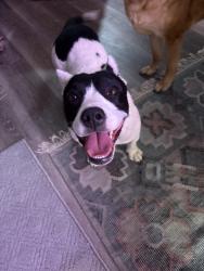 Found/Stray Female Dog last seen Garners Ferry sports complex, Hopkins, SC 29061