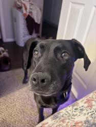 Lost Female Dog last seen Frank Higinbotham Park, Lubbock, TX 79416