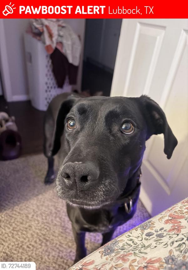 Lost Female Dog last seen Frank Higinbotham Park, Lubbock, TX 79416