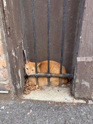 Found/Stray Male Cat last seen Lunt and Sheridan, Chicago, IL 60626
