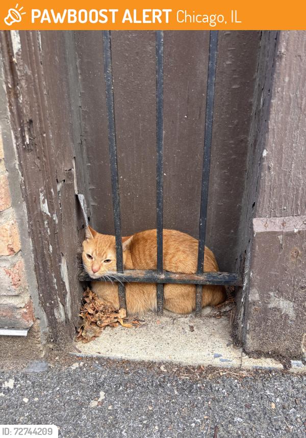 Found/Stray Male Cat last seen Lunt and Sheridan, Chicago, IL 60626