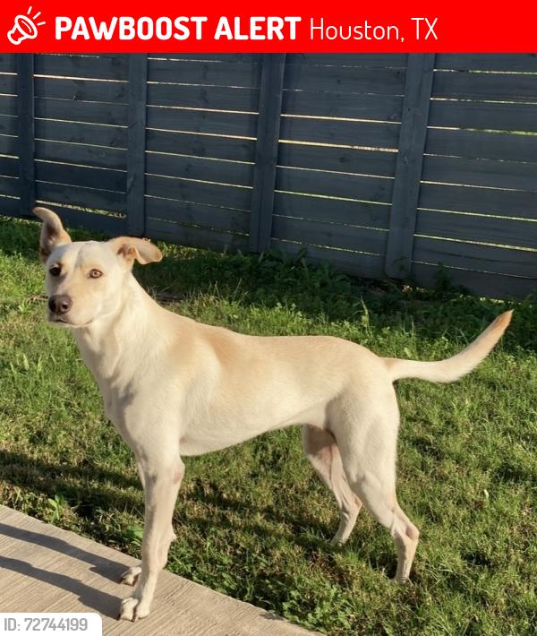 Lost Female Dog last seen Near , Houston, TX 77090