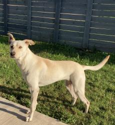 Lost Female Dog last seen Near , Houston, TX 77090