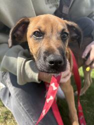 Found/Stray Male Dog last seen Linda dr & W Northgate Pkwy, Toledo, OH 43612