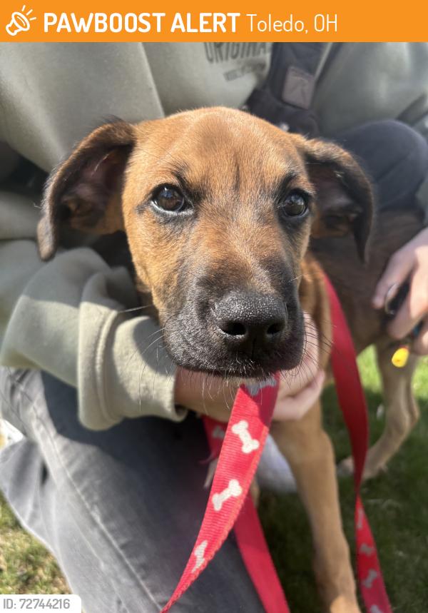 Found/Stray Male Dog last seen Linda dr & W Northgate Pkwy, Toledo, OH 43612