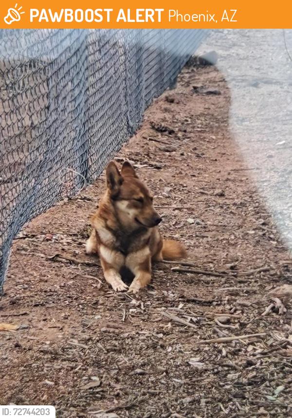 Found/Stray Female Dog last seen Hoshoni park 39th Dunlap , Phoenix, AZ 85051