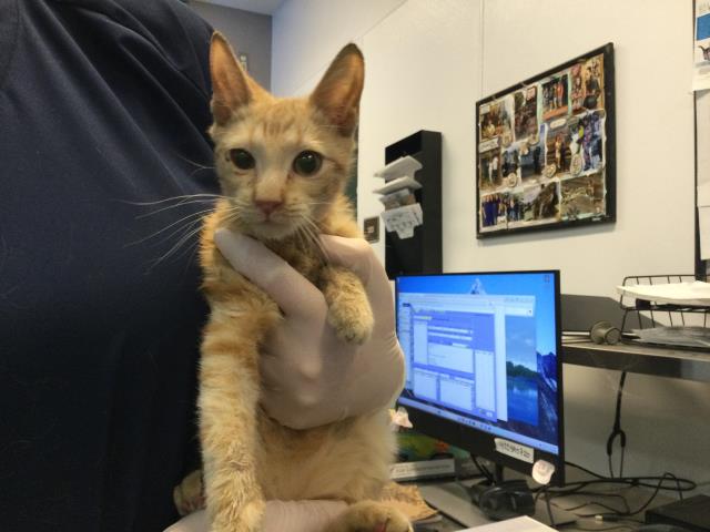 Shelter Stray Male Cat last seen Near BLOCK OASIS ST, INDIO, CA, Thousand Palms, CA 92276