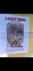 Lost Female Dog last seen Via vista Riverside , Riverside, CA 92501