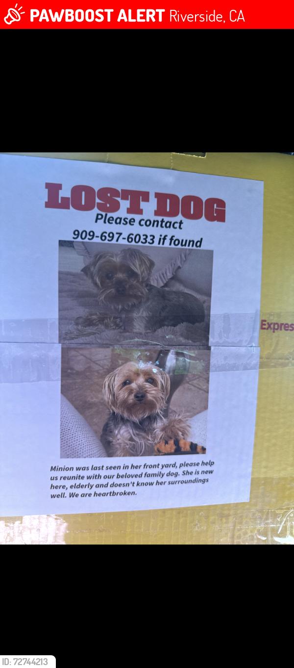 Lost Female Dog last seen Via vista Riverside , Riverside, CA 92501