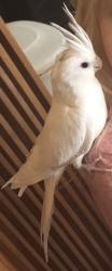 Lost Female Bird last seen Horse vs Unicorn st in Las Vegas, Las Vegas, NV 89131