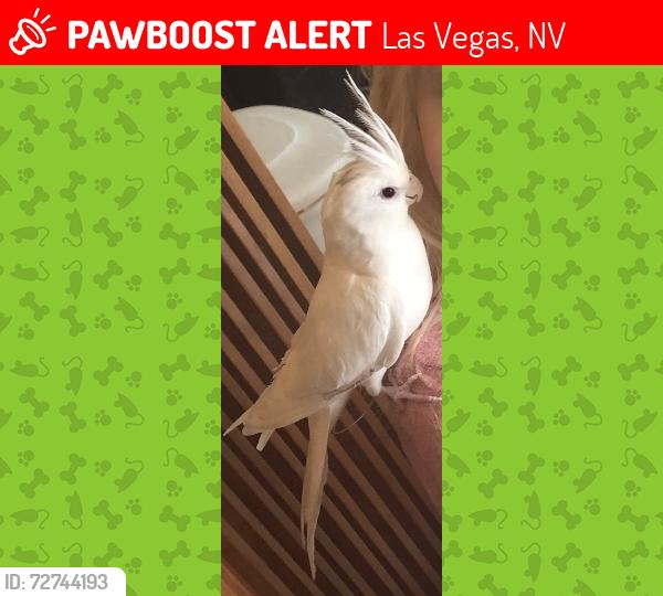 Lost Female Bird last seen Horse vs Unicorn st in Las Vegas, Las Vegas, NV 89131