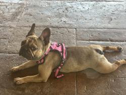 Found/Stray Female Dog last seen Lisbon Street, San Diego, CA 91945