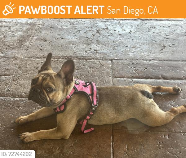 Found/Stray Female Dog last seen Lisbon Street, San Diego, CA 91945