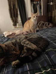 Lost Female Cat last seen Winter street school Hagerstown Maryland , Hagerstown, MD 21740