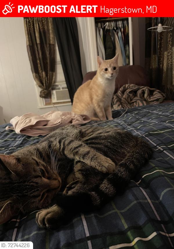 Lost Female Cat last seen Winter street school Hagerstown Maryland , Hagerstown, MD 21740