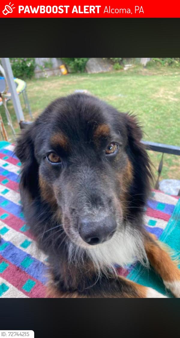 Lost Male Dog last seen Saltsburgh rd, Alcoma, PA 15235