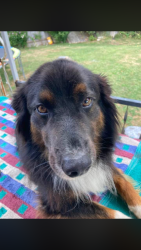Lost Male Dog last seen Saltsburgh rd, Alcoma, PA 15235