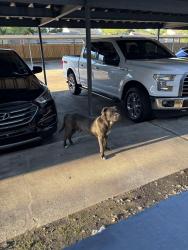 Found/Stray Male Dog last seen Near corners north, Houston, TX 77080