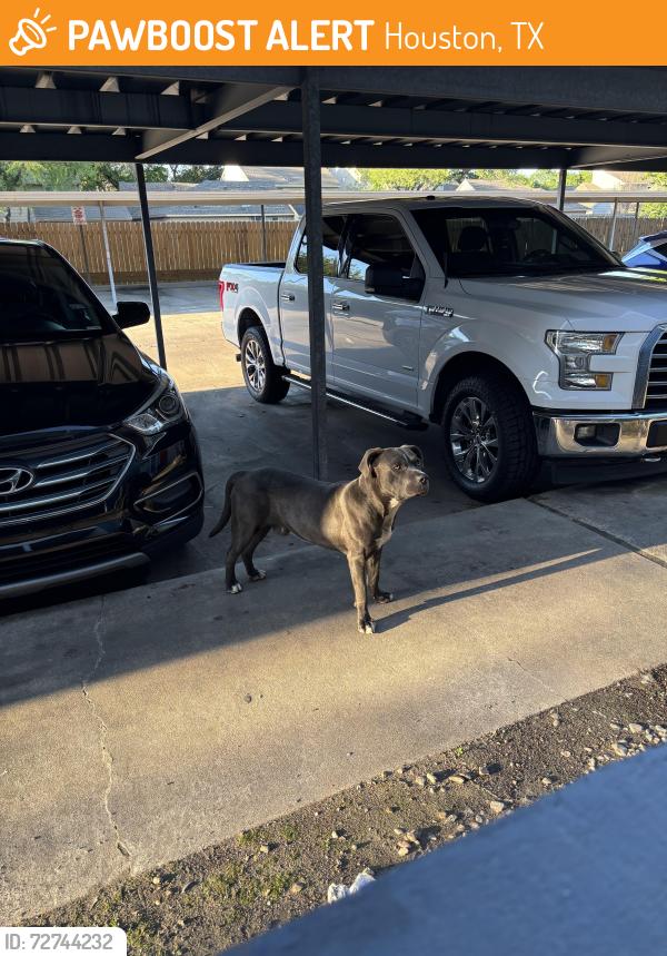 Found/Stray Male Dog last seen Near corners north, Houston, TX 77080