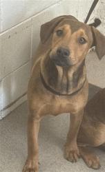 Shelter Stray Female Dog last seen HIGHLAND AND SAN SEVINE, San Bernardino, CA 92401
