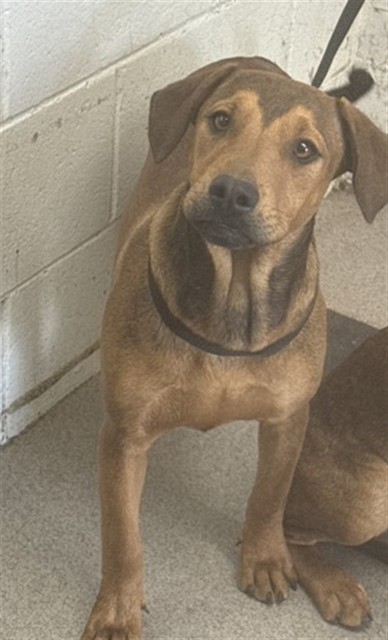 Shelter Stray Female Dog last seen HIGHLAND AND SAN SEVINE, San Bernardino, CA 92401