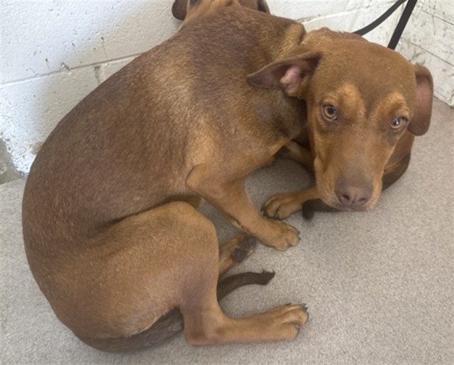 Shelter Stray Female Dog last seen HIGHLAND AND SAN SEVINE, San Bernardino, CA 92401