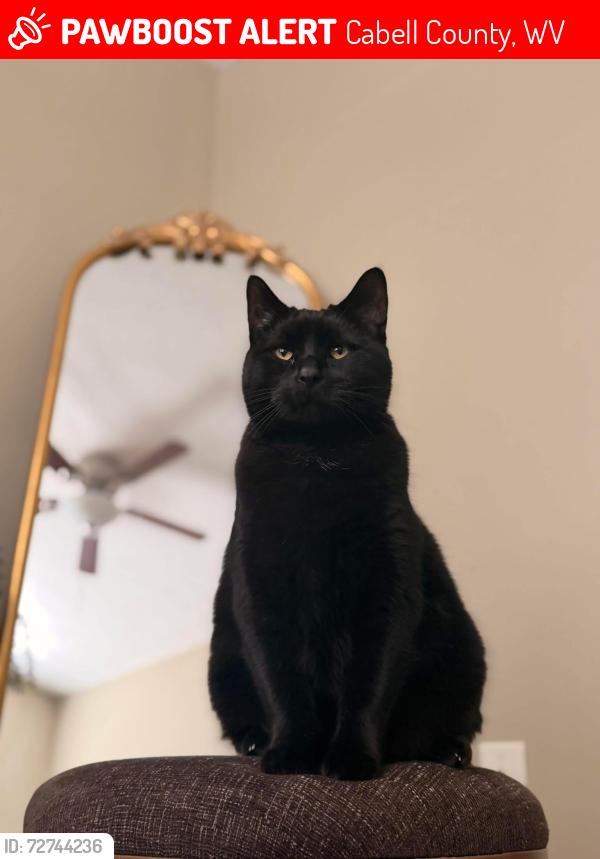 Lost Male Cat last seen Sugar Maple Lane Ona, WV, Cabell County, WV 25545