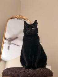 Lost Male Cat last seen Sugar Maple Lane Ona, WV, Cabell County, WV 25545