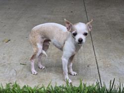 Lost Male Dog last seen Near my hse , Ochelata, OK 74051