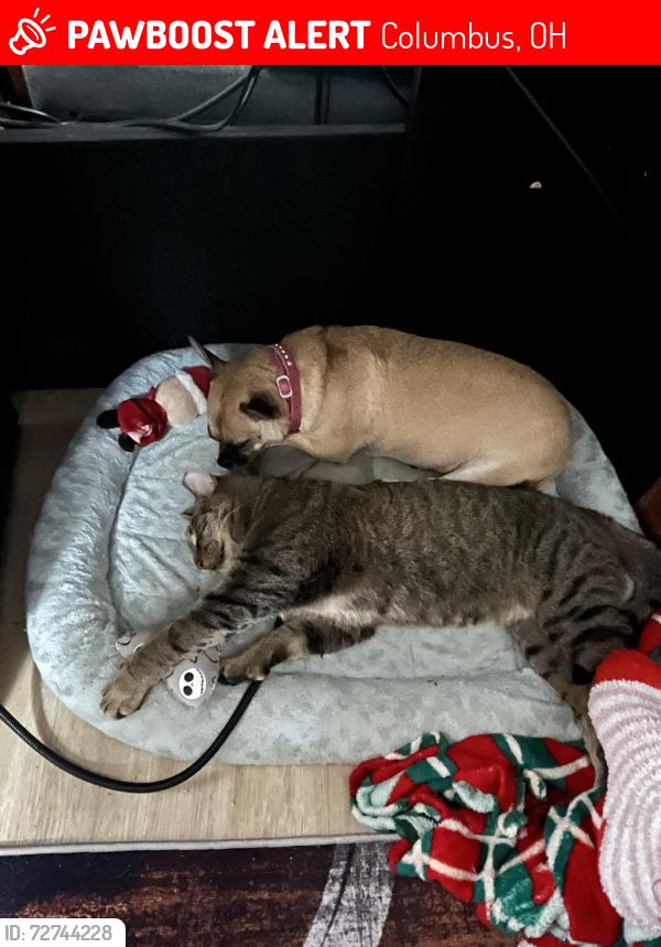 Lost Male Cat last seen Hamilton & Simpson , Columbus, OH 43227
