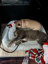 Lost Male Cat last seen Hamilton & Simpson , Columbus, OH 43227