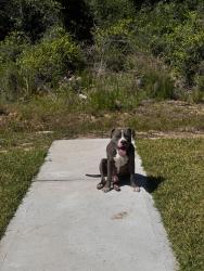 Found/Stray Male Dog last seen Cypresswood Heights and Cypresswood Dr. Breckenridge East Subdivision , Spring, TX 77373