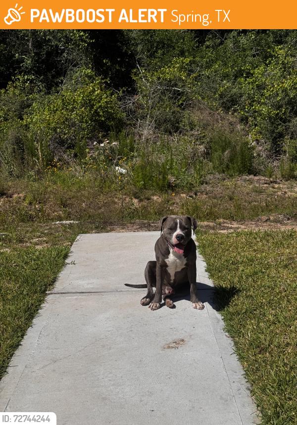 Found/Stray Male Dog last seen Cypresswood Heights and Cypresswood Dr. Breckenridge East Subdivision , Spring, TX 77373